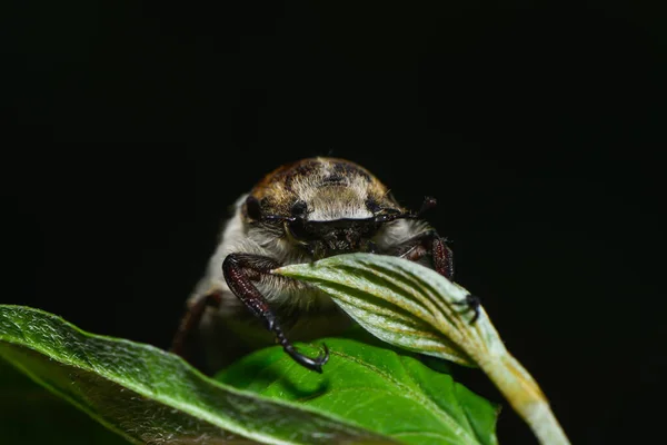 Gros Plan Bug Nature Sauvage — Photo