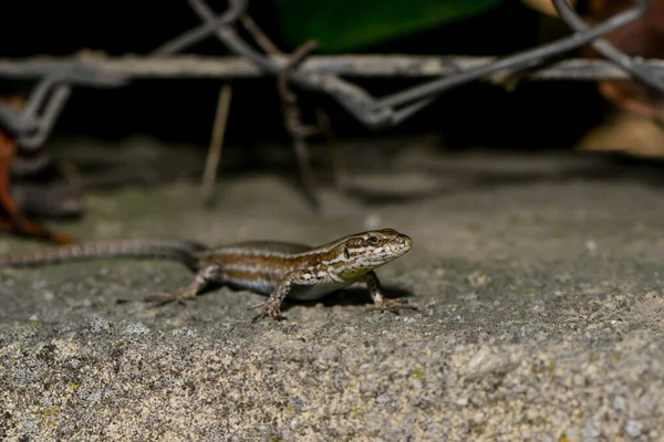 Close Lizard Habitat Wildness Concept — Stock Photo, Image