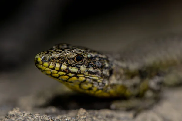 Primer Plano Lagarto Hábitat Concepto Salvajismo — Foto de Stock