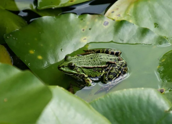 両生類の動物カエルの爬虫類 — ストック写真