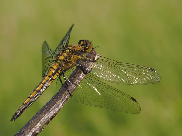 Close Macro View Van Libelle Insect — Stockfoto