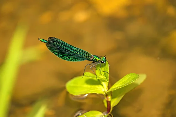 Blåvingad Demoiselle Kalopteryx Virgo Hane — Stockfoto