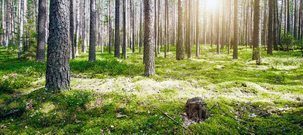 Waldflora Bäume Umwelt — Stockfoto