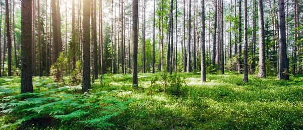 Schöner Wilder Wald Sommer Landschaft Klares Panorama — Stockfoto