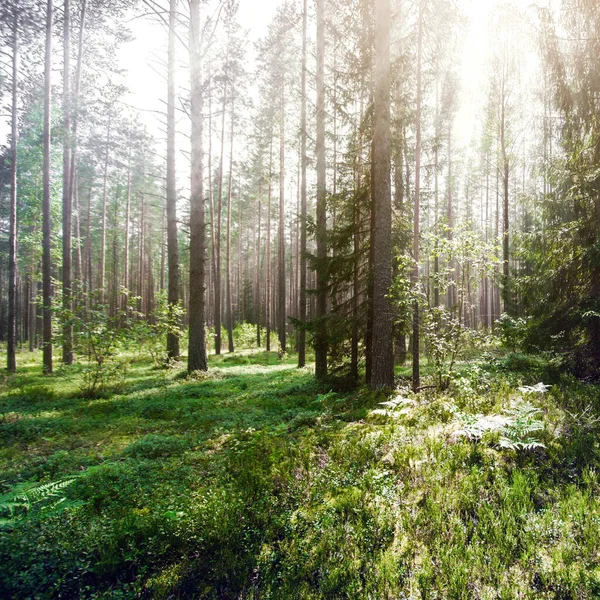 Flore Forestière Environnement Des Arbres — Photo