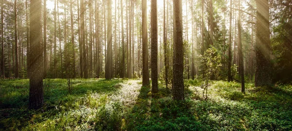 森林植物 树木环境 — 图库照片