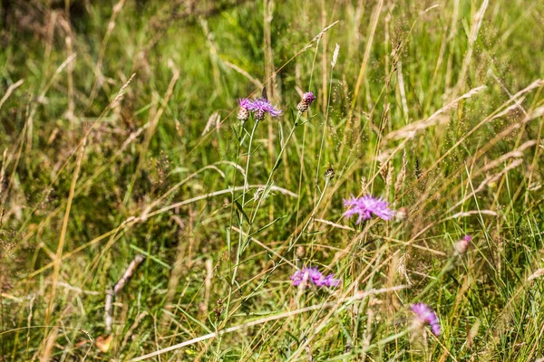 View Beautiful Green Meadow — Stock Photo, Image