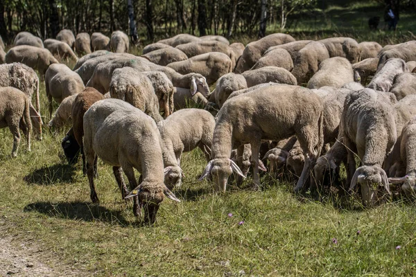 Freiberufliche Schafe Grasen Der Heide — Stockfoto