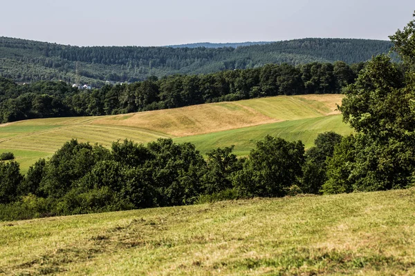 Blauregen Mit Wiese Und Einsamen Laubbäumen — Stockfoto