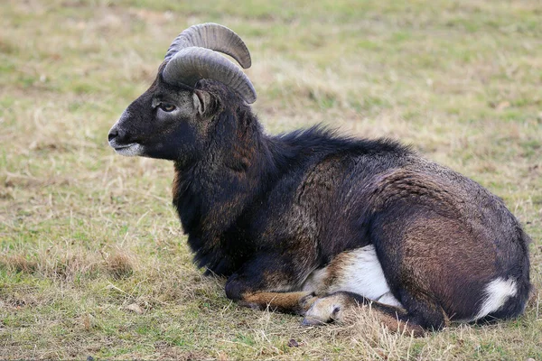 Mężczyzna Mouflon Ovis Orientalis Musimon Odpoczynek — Zdjęcie stockowe