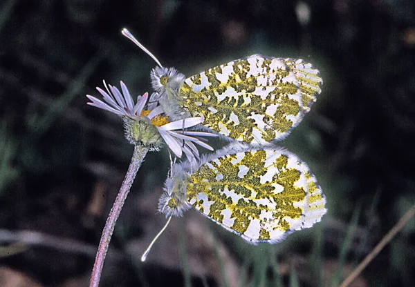 Gros Plan Bug Nature Sauvage — Photo