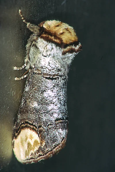 Księżyc Ptak Noc Motyl — Zdjęcie stockowe