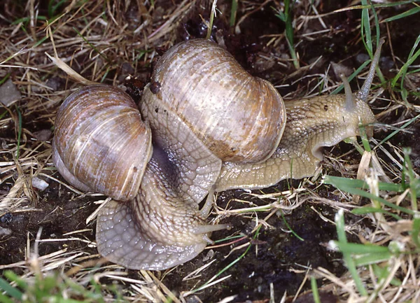 Lumache Flora Fauna Del Vigneto — Foto Stock