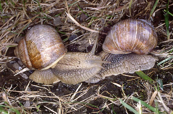 Lumache Flora Fauna Del Vigneto — Foto Stock