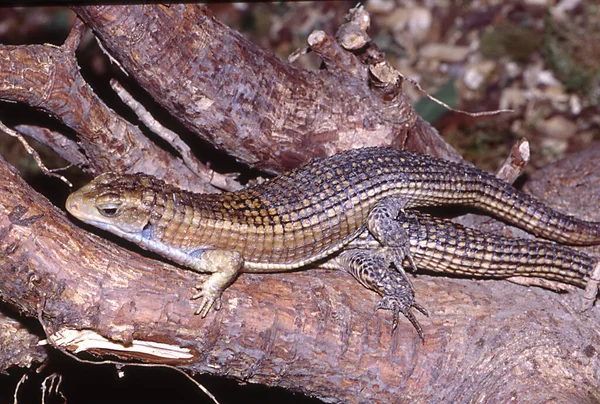 Gros Plan Lézard Dans Habitat Concept Sauvagerie — Photo