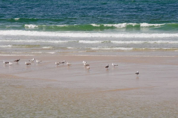 Standing Seagulls Sandy Beach North Sea Coast Day Stronger Waves — Photo
