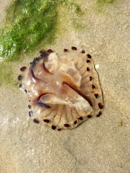 해파리 — 스톡 사진