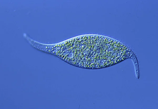 Biyolojik Hücreler Mikroskobik Doku — Stok fotoğraf