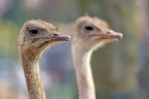 Dwa Strusie Afrykańskie Struthio Camelus — Zdjęcie stockowe