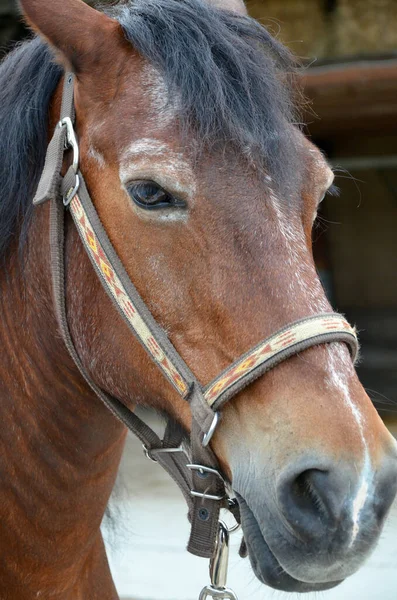 Pferd Auf Einer Ranch Österreich — Stockfoto