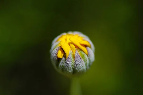 Kwiat Pąk Naciskiem Ten Makro — Zdjęcie stockowe