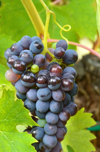 Las Uvas Toscana Cierran Muy Bien — Foto de Stock