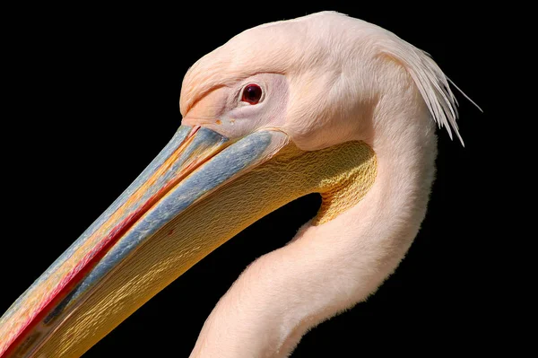 Pelicano Cabeça Épica Foto Fundo Preto — Fotografia de Stock