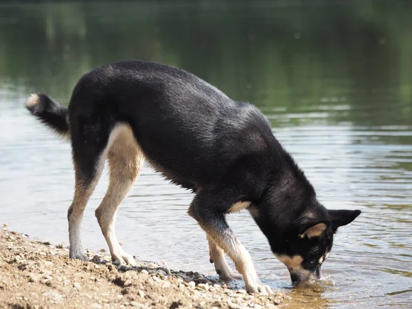 Portret Van Een Schattige Hond — Stockfoto