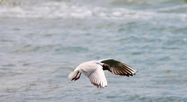 黑头海鸥在水面上飞翔 — 图库照片