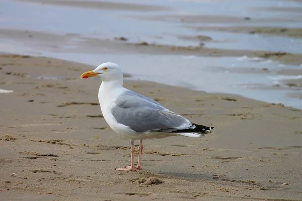 Arenque Gull Praia — Fotografia de Stock