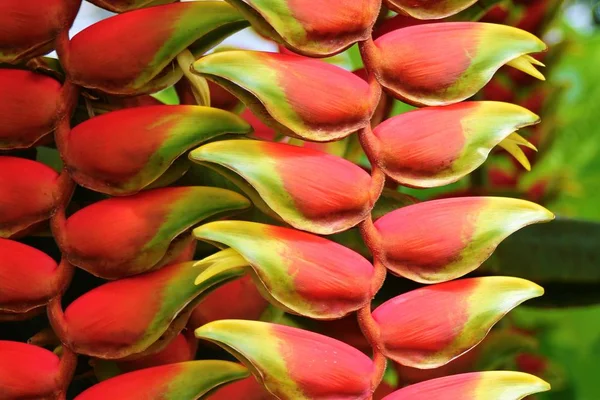 Rote Blüten Der Helikonien — Stockfoto