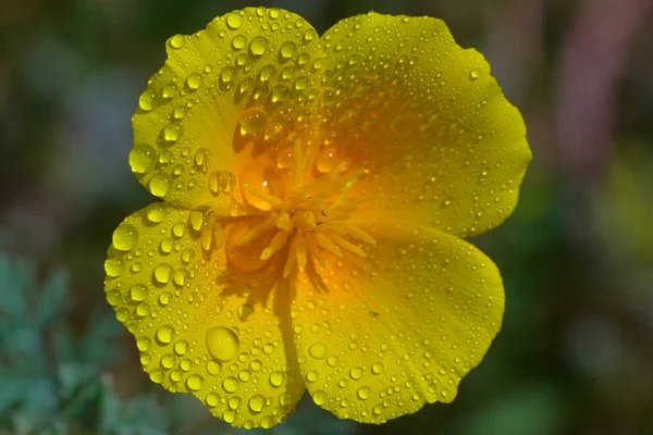 雨水中的黄金罂粟 — 图库照片