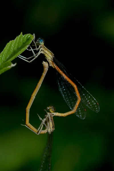 Yusufçuk Böceği Doğa Böcek Bilimi — Stok fotoğraf
