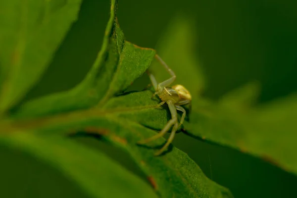 Krabí Pavouk Volně Žijící Hmyz — Stock fotografie