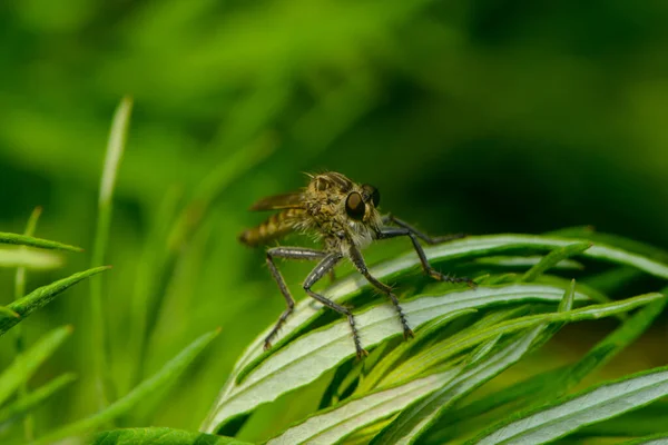 Silk Robber Fly Sits Leaf — Stock Photo, Image