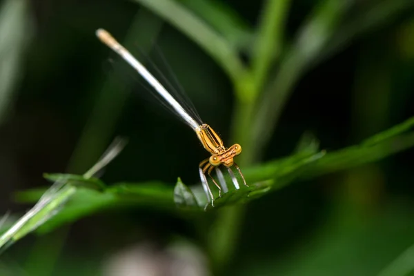 Насекомое Стрекозы Природа Энтомология — стоковое фото