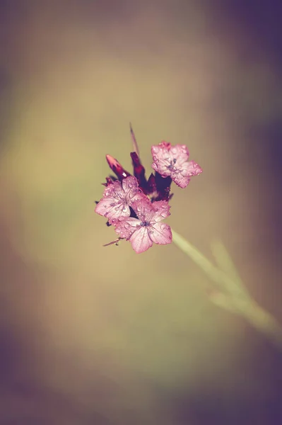 Vackra Blommor Blommigt Koncept Bakgrund — Stockfoto