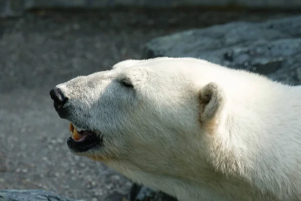 白いホッキョクグマ捕食者 — ストック写真