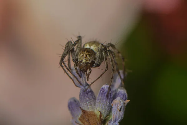 Hunt Spider Waiting Prey — Stock Photo, Image