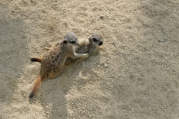 Meerkats Bambini Giocare Con Altro Sul Pavimento — Foto Stock