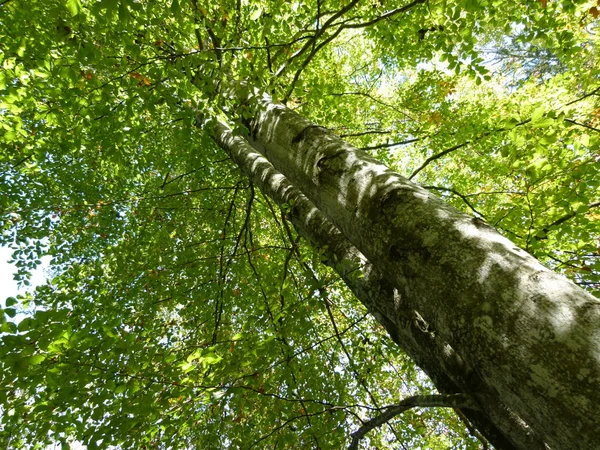 Hermoso Paisaje Del Bosque — Foto de Stock