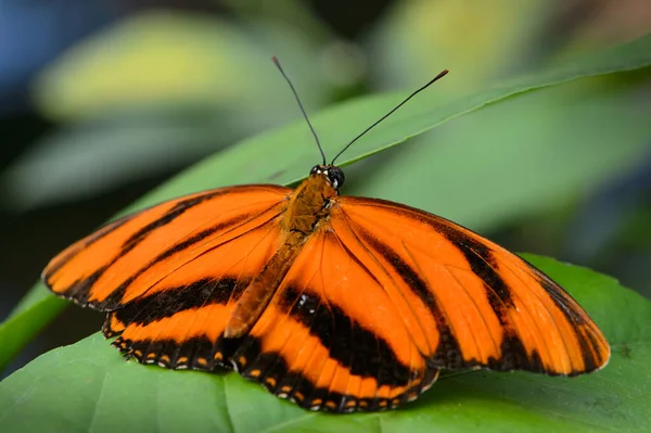 Close Bug Natureza Selvagem — Fotografia de Stock