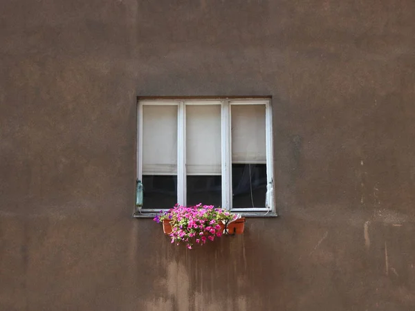 Městská Květinová Krabice Pod Oknem Stromu Betonové Stěně — Stock fotografie