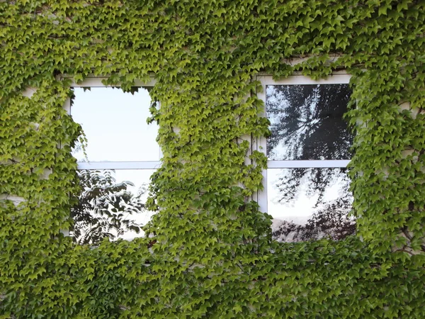 Zwei Saubere Fenster Fassade Mit Grünem Efeu Überwuchert — Stockfoto