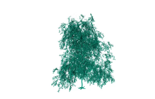 Flora Przyrodnicza Środowisko Drzew — Zdjęcie stockowe