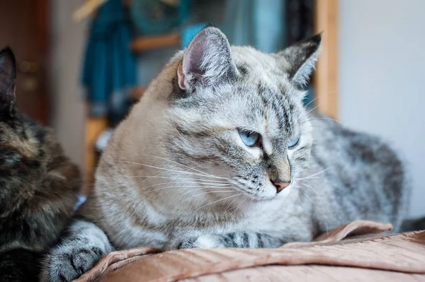 Porträtt Tabby Katt Brun Pläd Europeiska Katt — Stockfoto