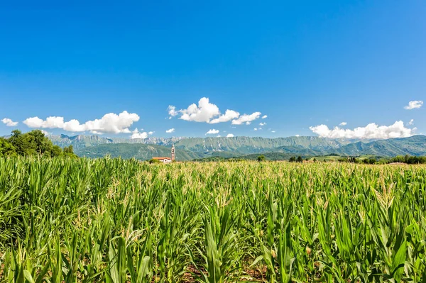 Paisagem Agrícola Campo Agrícola Cultivo — Fotografia de Stock