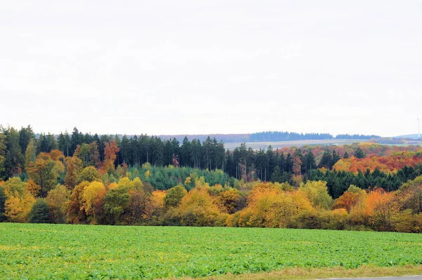 Bos Flora Bomen Milieu — Stockfoto