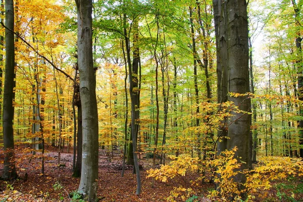 Skogsflora Trädens Miljö — Stockfoto