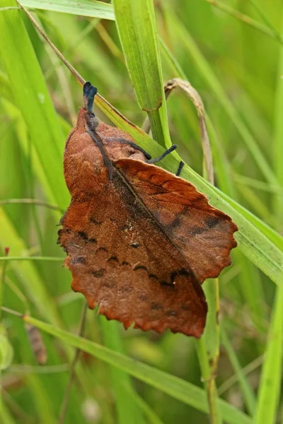 Όρνιθες Gastropacha Quercifolia Λεπίδα Χόρτου — Φωτογραφία Αρχείου